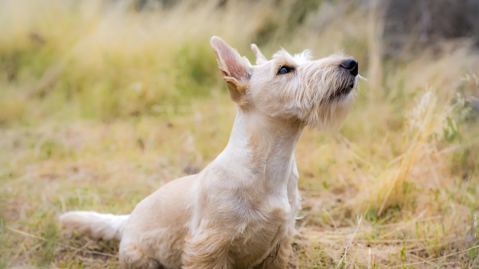 Scottish Terrier (Scottie Dog): Temperament, Care, and Health