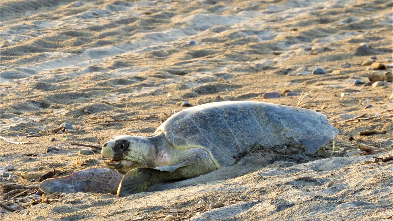 Turtle Eggs: Incubation Time and Hatching Guide