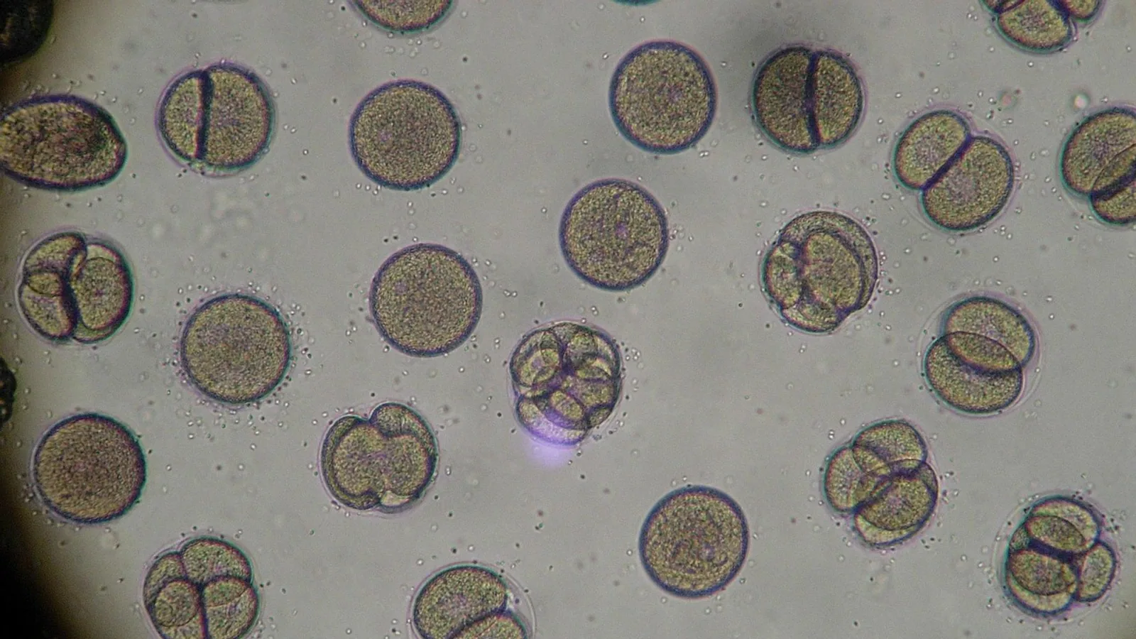 Mitotic vs Meiotic: Key Differences in Cell Division
