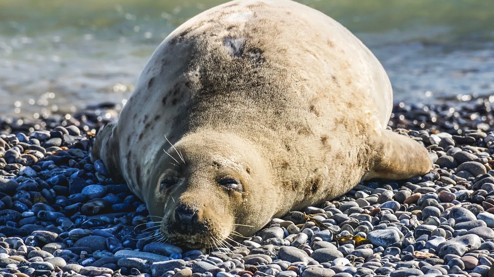 Seals: Species, Biology, and Conservation