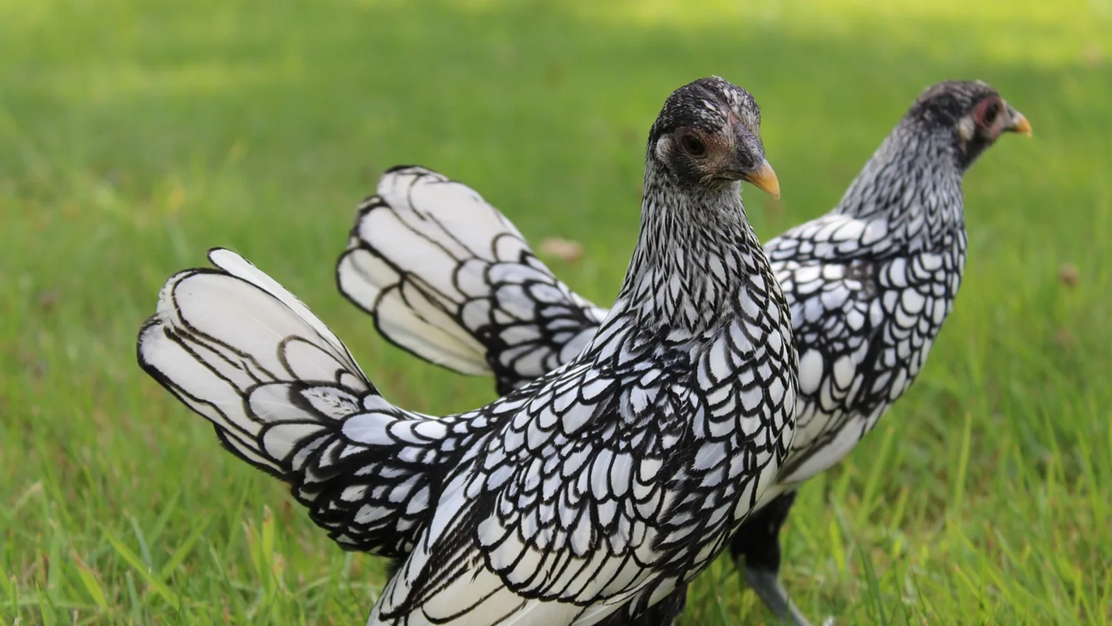 Bantam Breed Chickens: Care and Characteristics