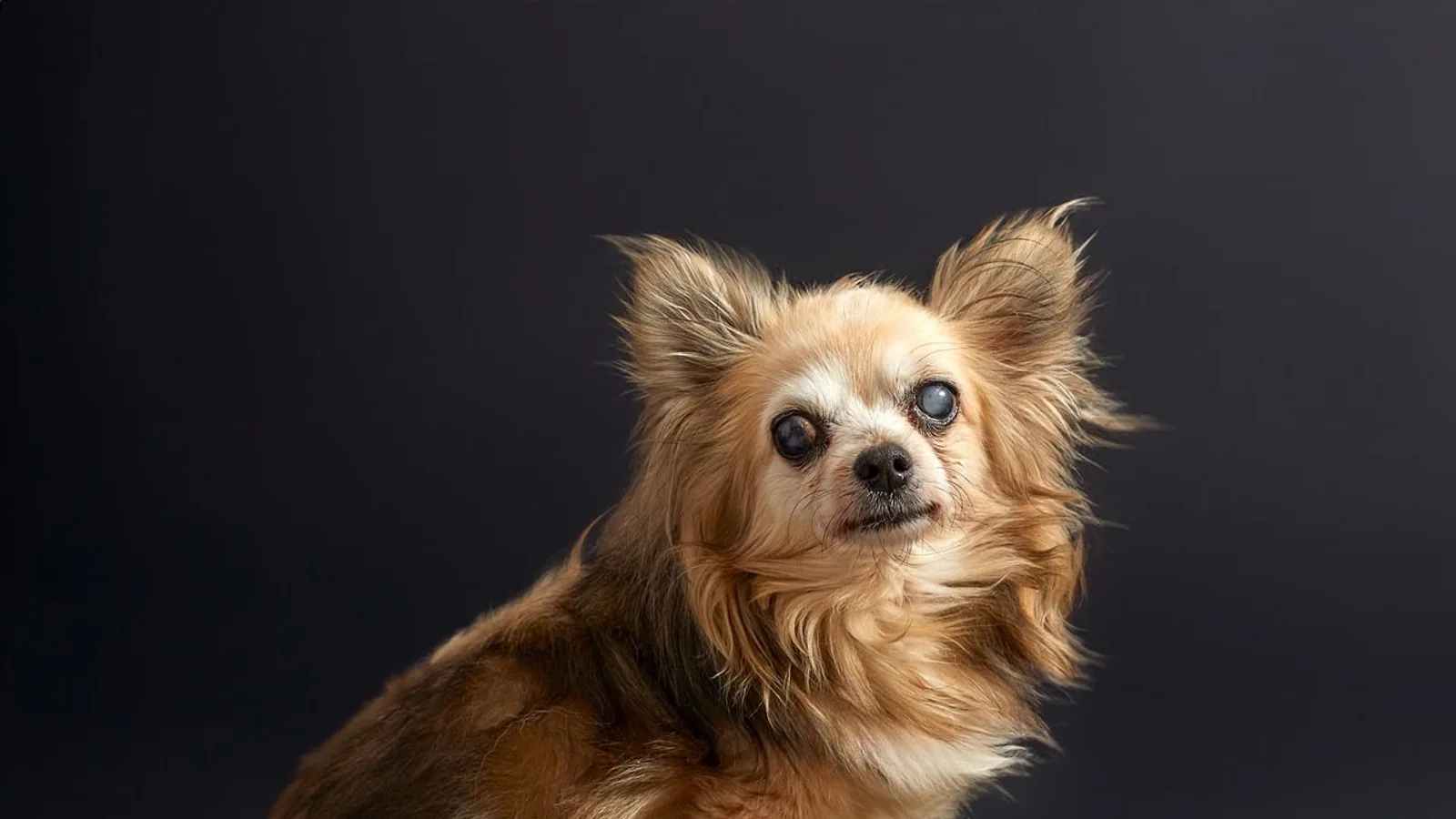 Selegiline for Dogs: Uses, Doses, and Side Effects