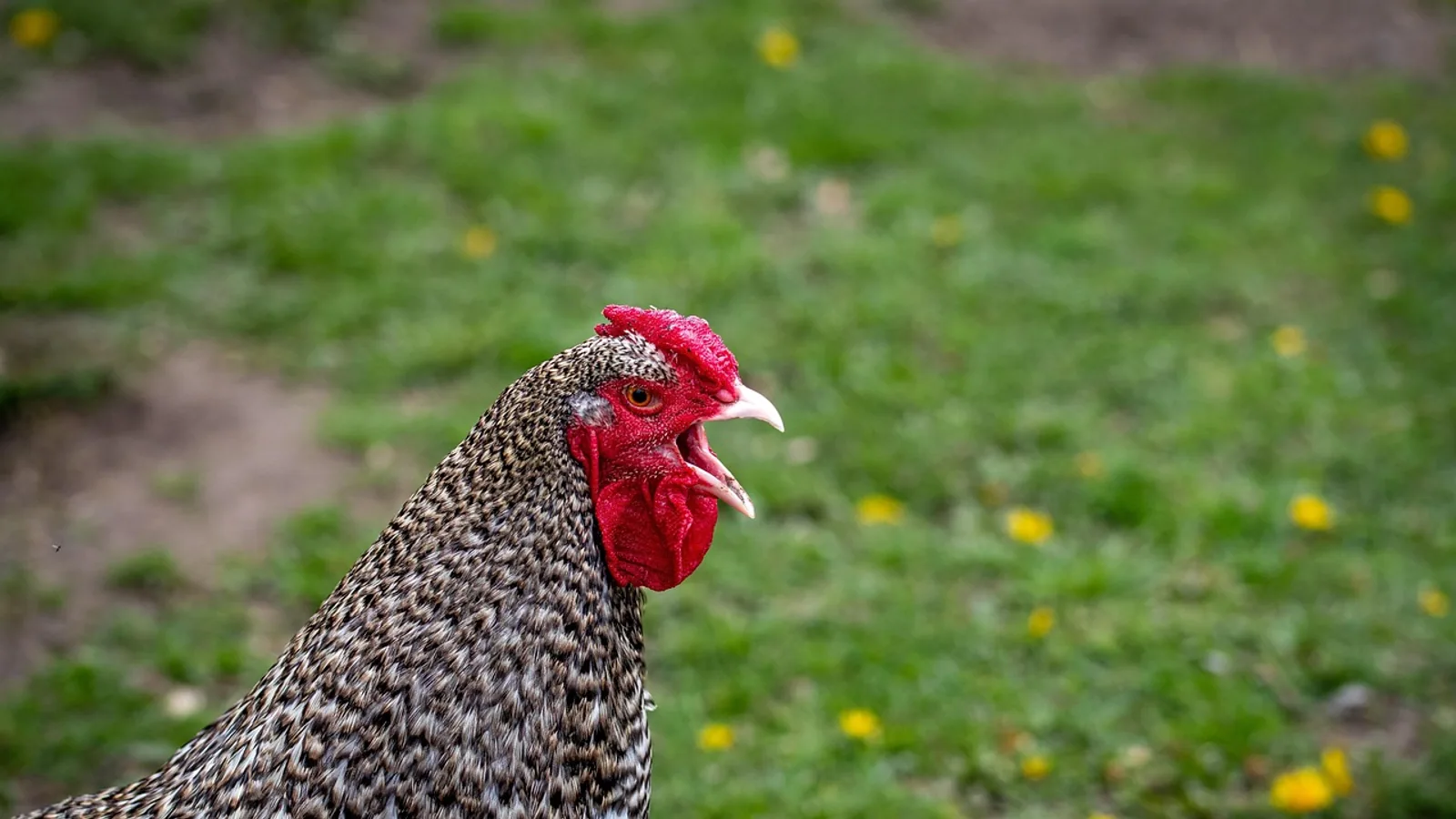 Serama Chicken Breed: Size, Care, and Health