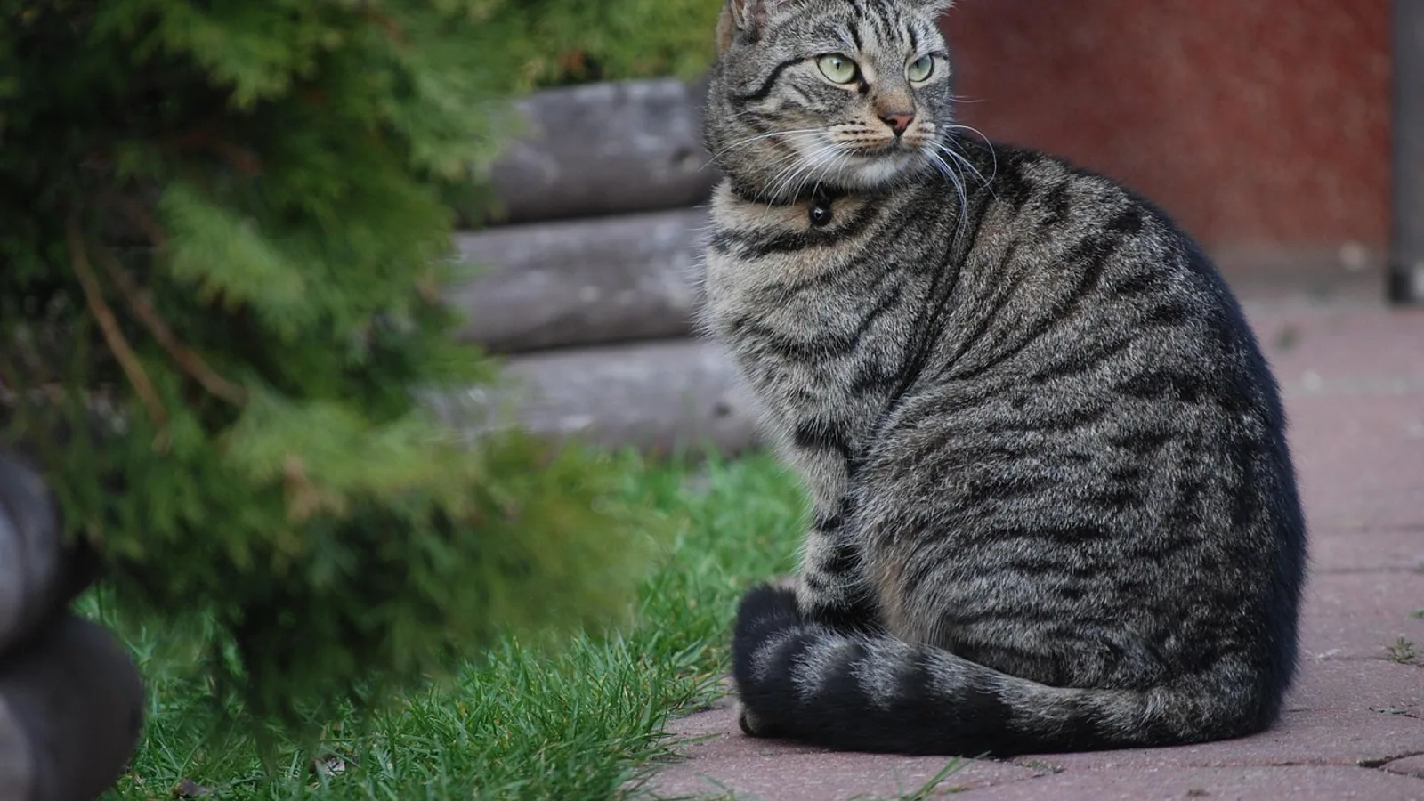 Overactive Thyroid in Cats: Signs and Management