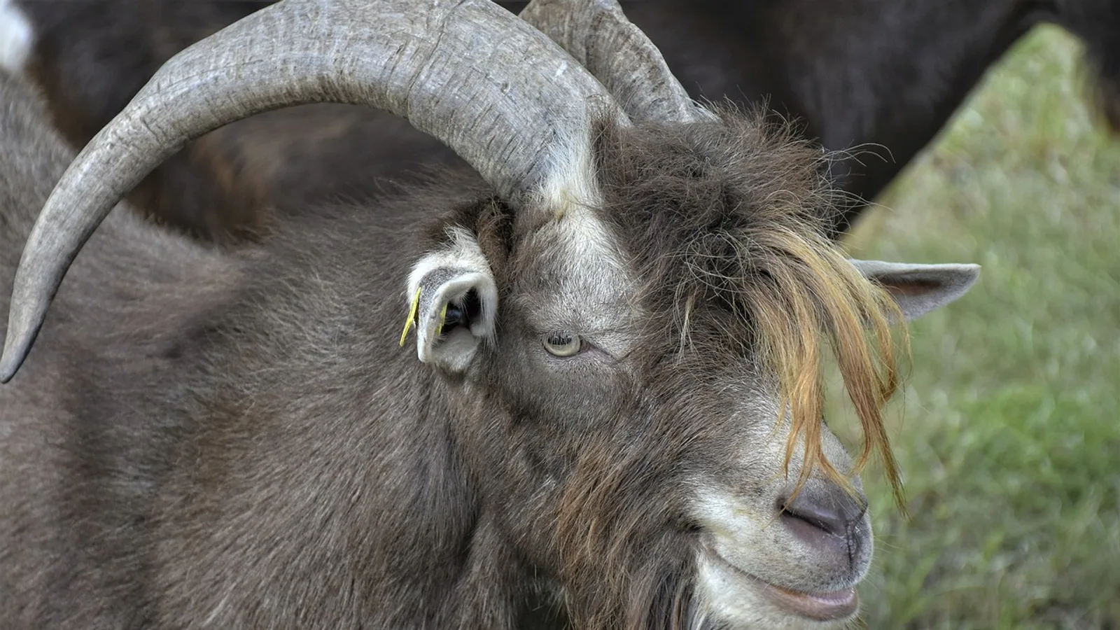 Damascus Goat: Shami Breed Traits and Health