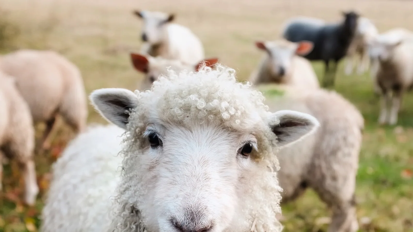 Sheep Reproduction: Cycle and Breeding