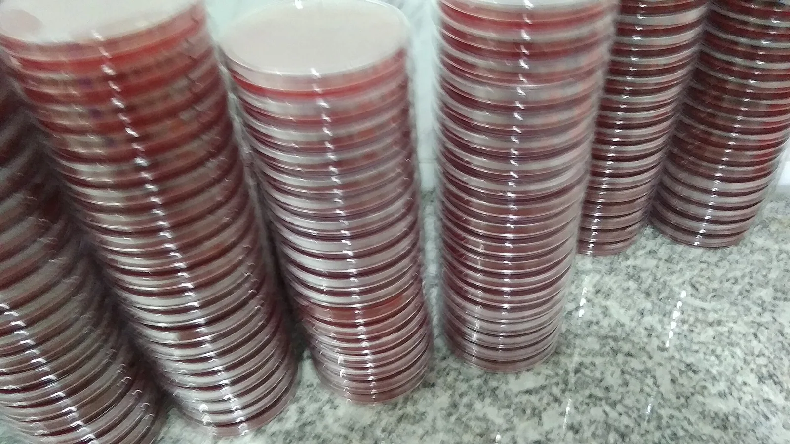 Sheep bacteriology laboratory