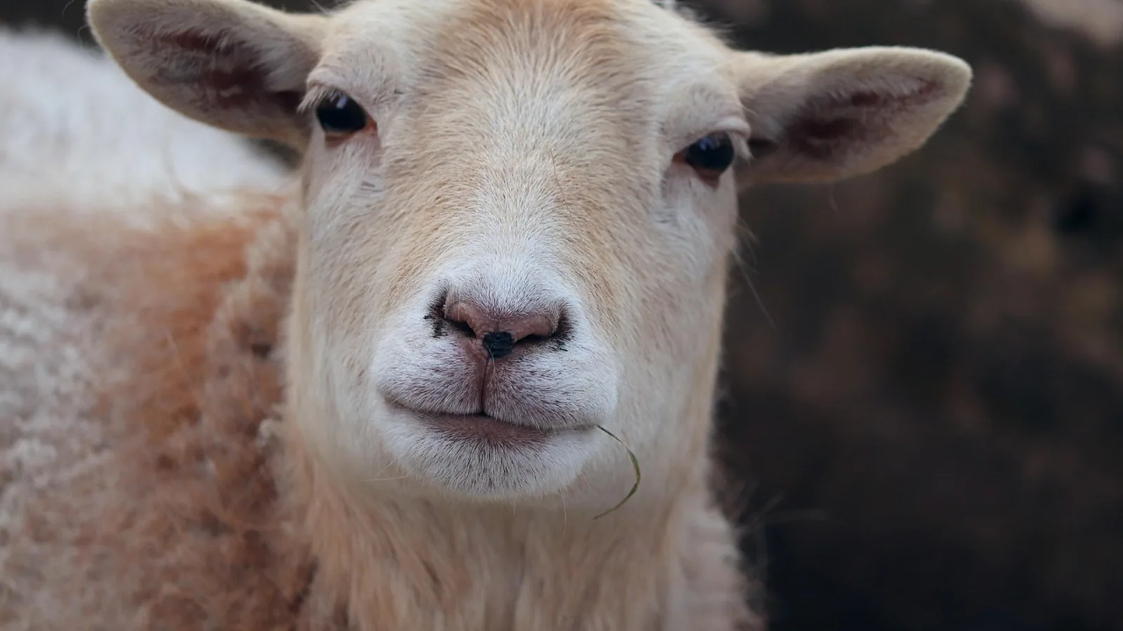 Pregnancy Toxemia in Ewes and Does: Signs and Care