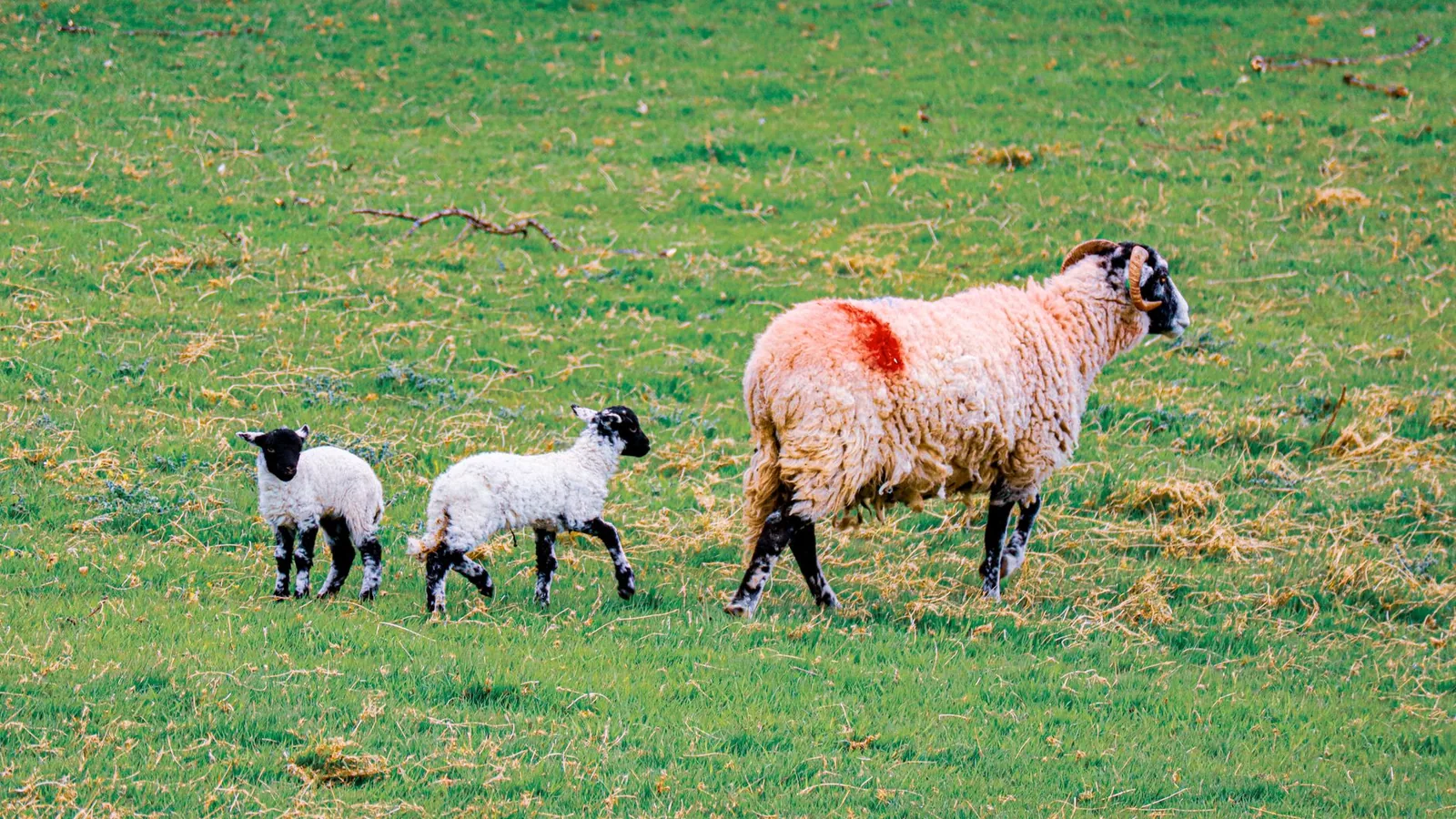 A sheep and two lambs grazing in a vibrant green meadow, showcasing rural farm life