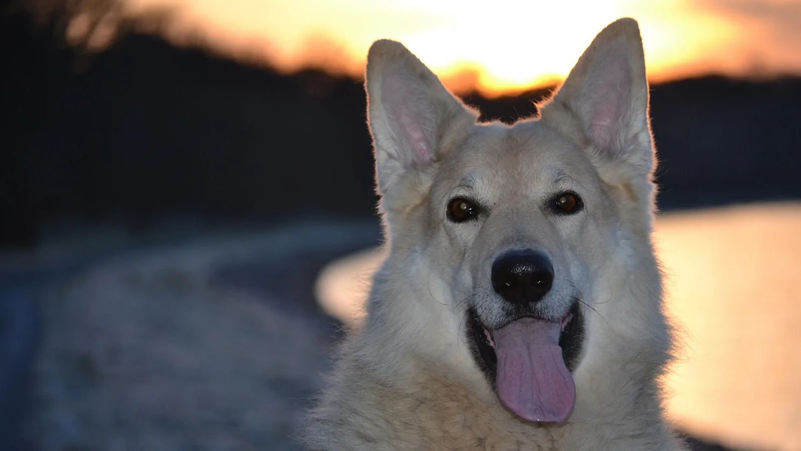 Lab Shepherd Mix: Traits, Health, and Care Guide