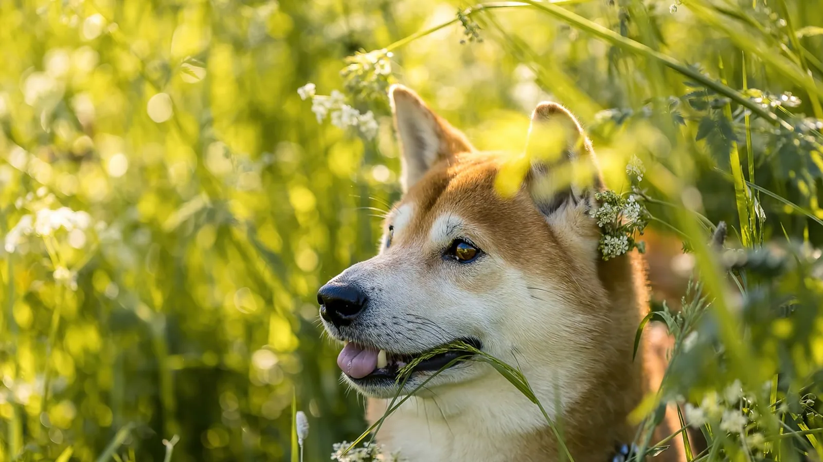 Can Heartworm Be Treated? Options and Success Rates