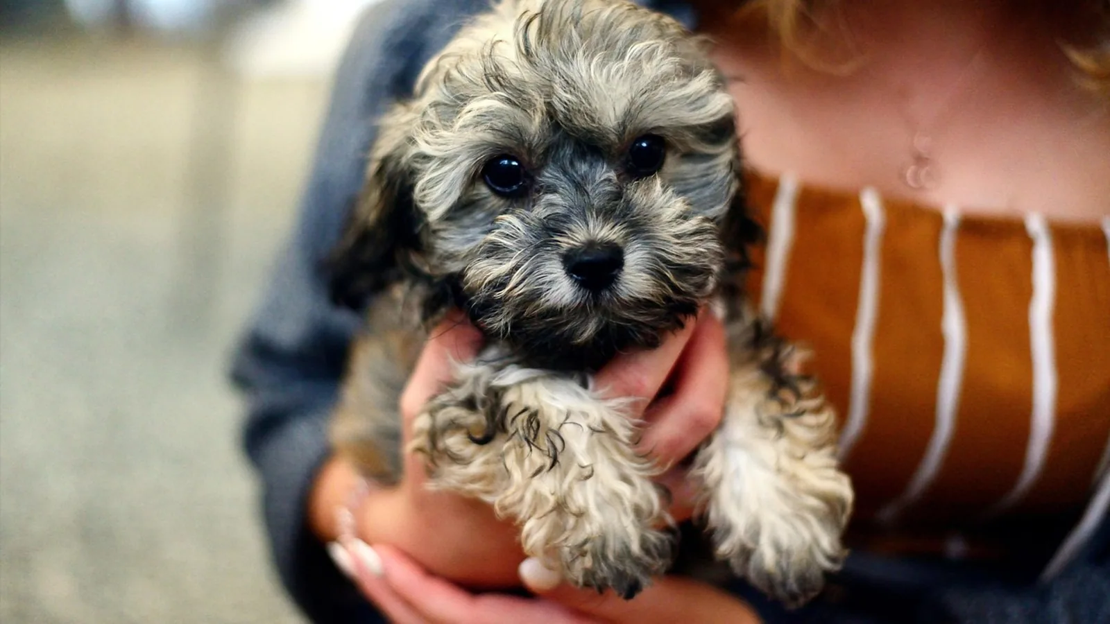 Shih Tzu Poodle Mix: Breed and Care Guide