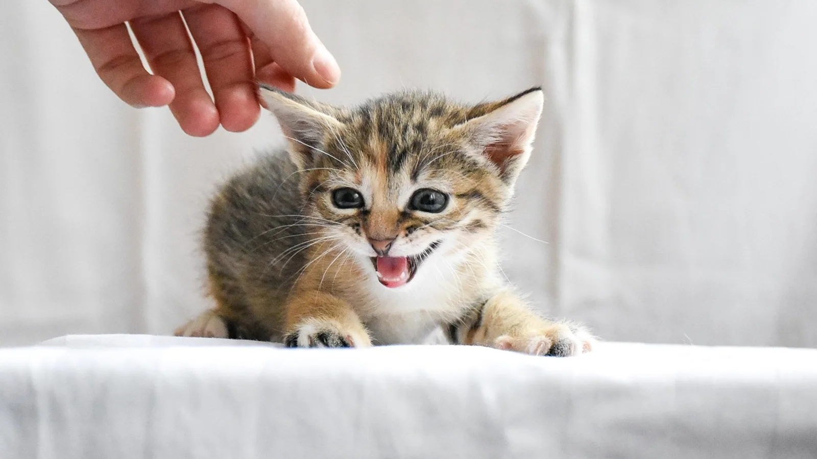 Feline Distemper: Symptoms and Survival Guide