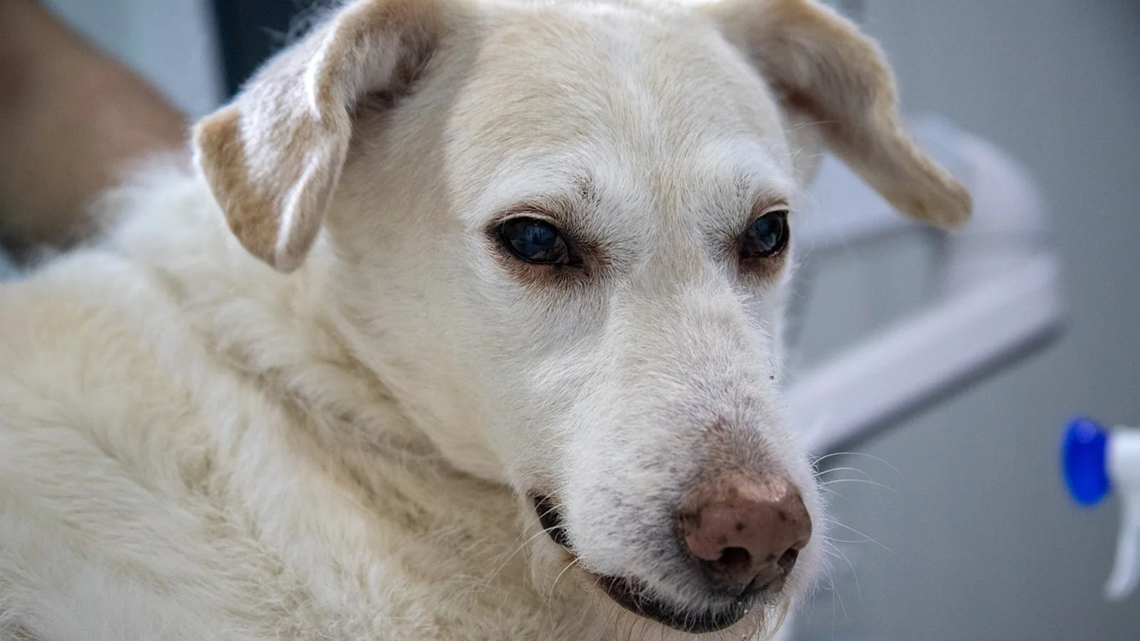Lead Poisoning in Dogs and Cats: Sources, Symptoms, Treatment