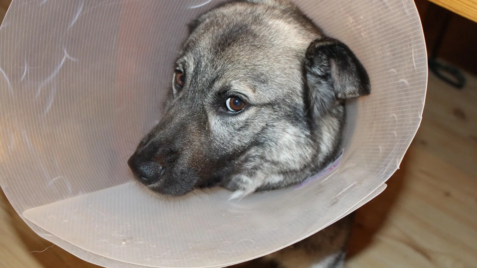 Can Dogs Catch Stomach Bugs? What Owners Should Know
