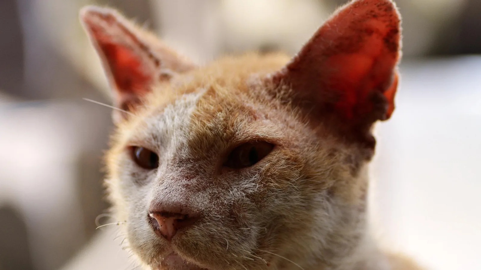 FeLV Symptoms in Cats: Stages and Warning Signs