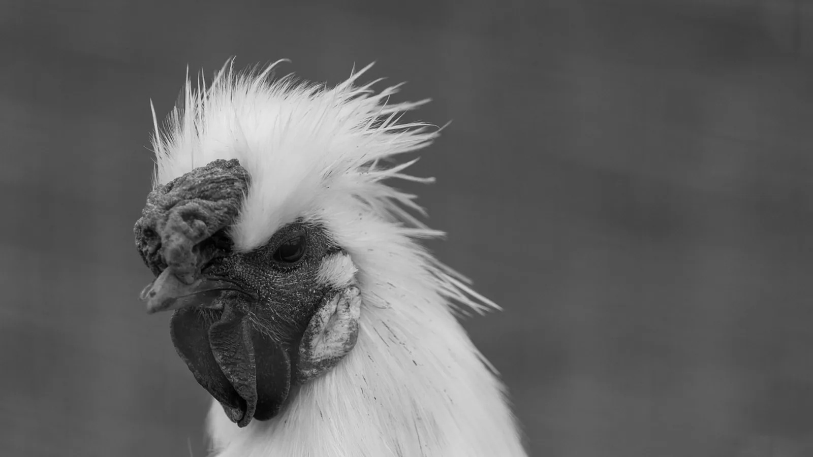 Silkie Eggs: Size, Color, Laying and Fertility