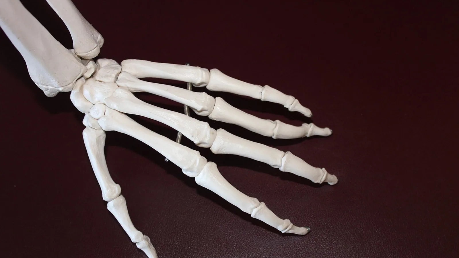 Shoulder Joint Anatomy: Articulation and Movement