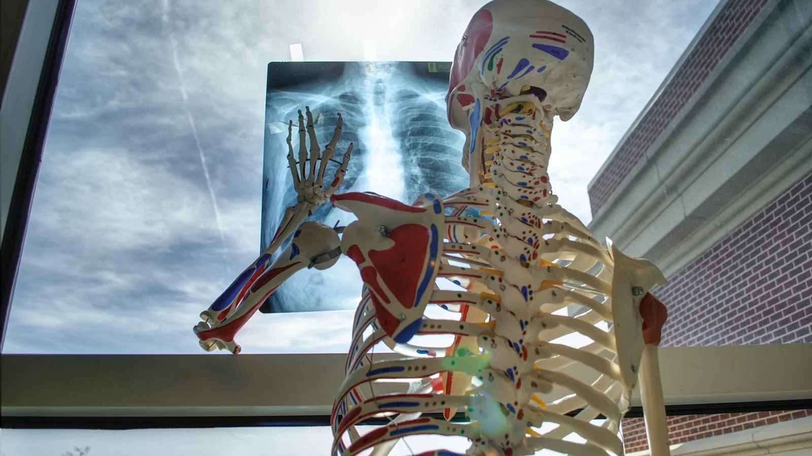 Somatic System: Divisions and Key Functions