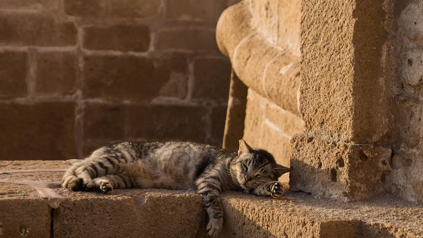 Cat Loaf: Why Cats Sit in a Loaf Position