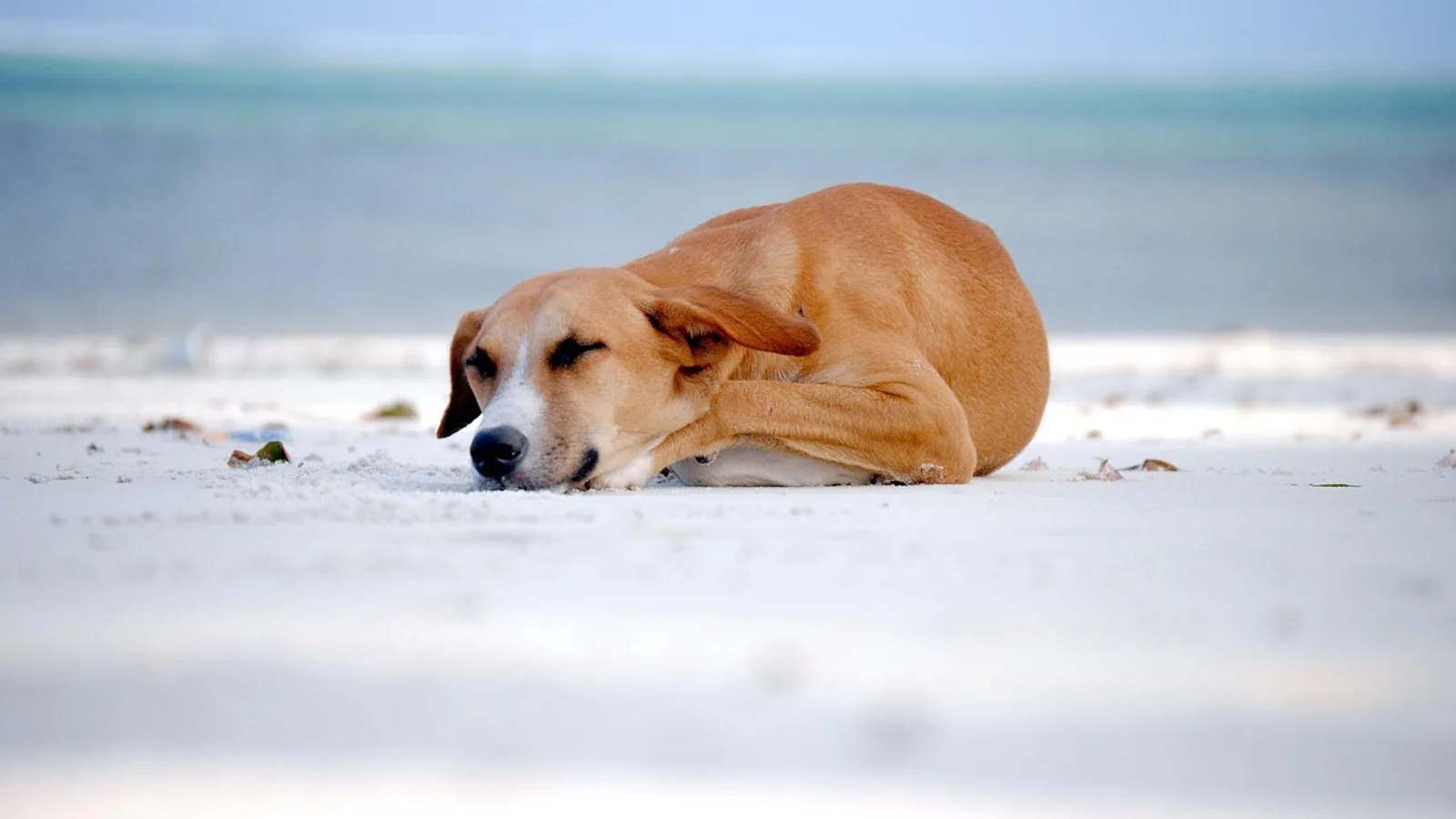 Do Dogs Dream? What Sleep Studies Show