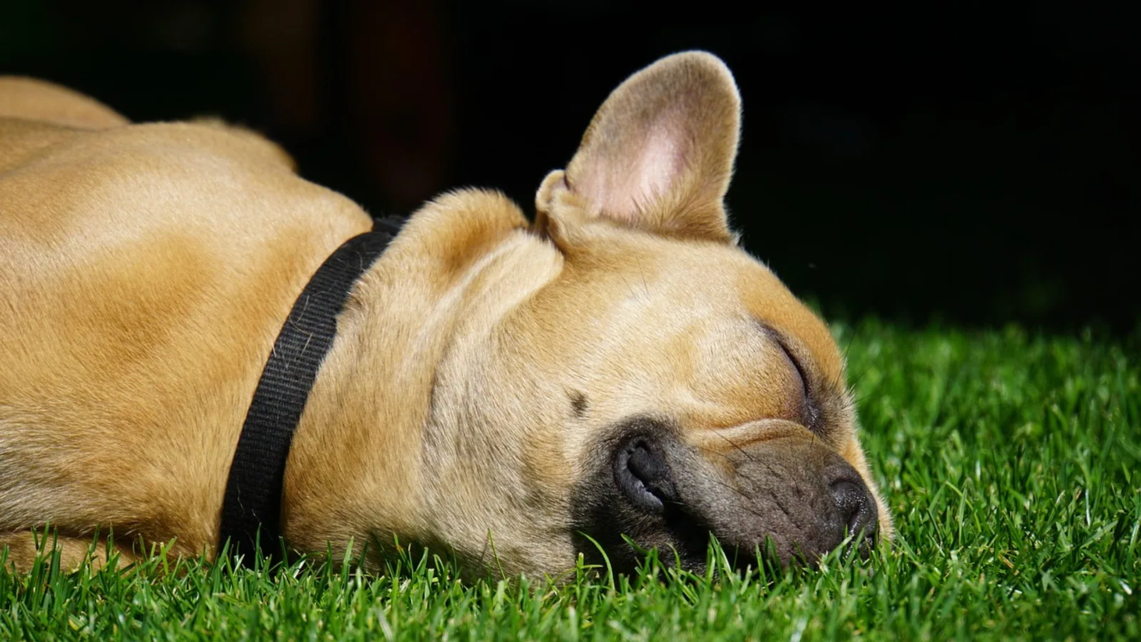 Spay and Neuter Clinic: What to Expect and How to Prepare