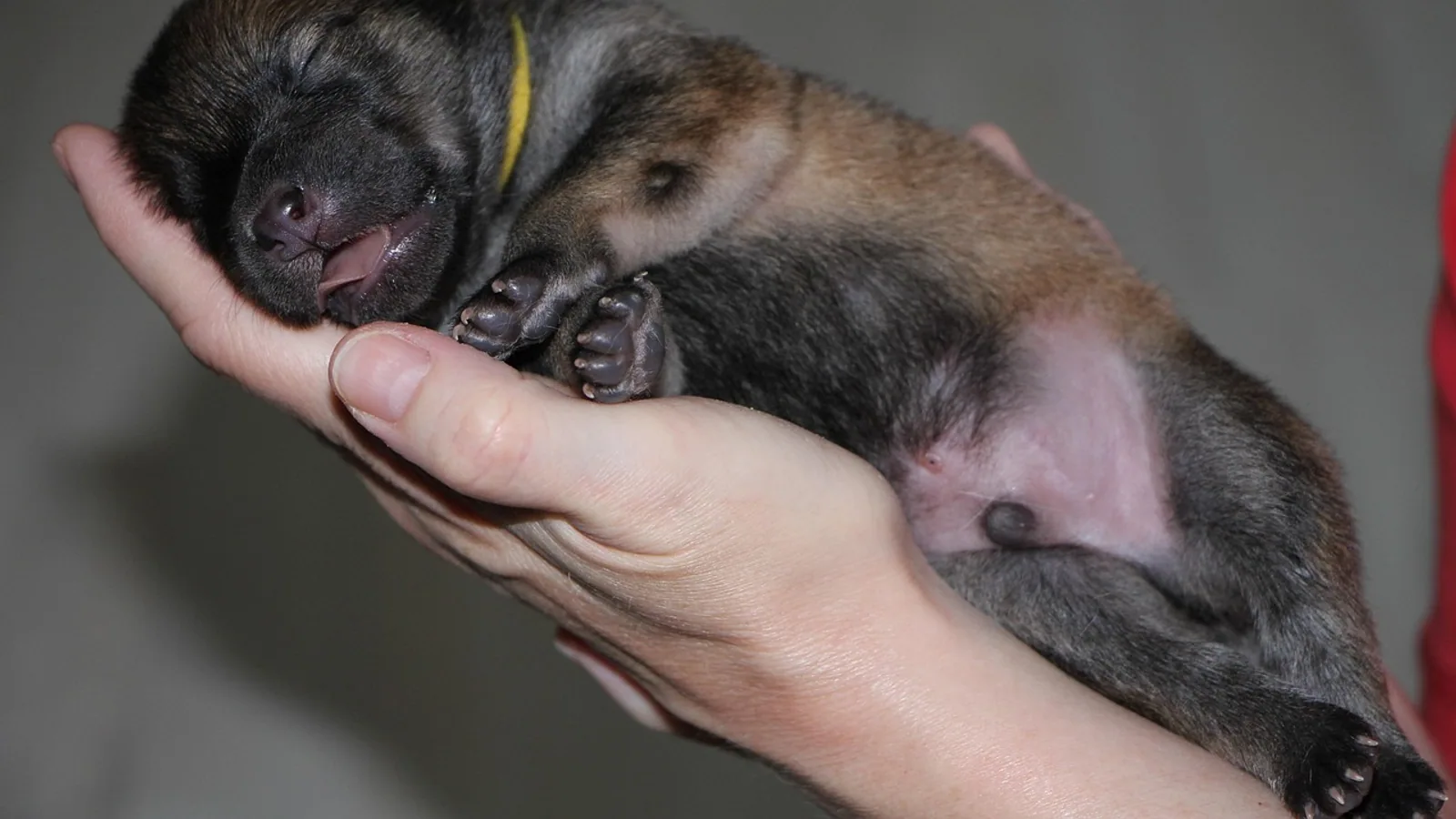 Can Dogs Get Stomach Viruses? Signs and Care