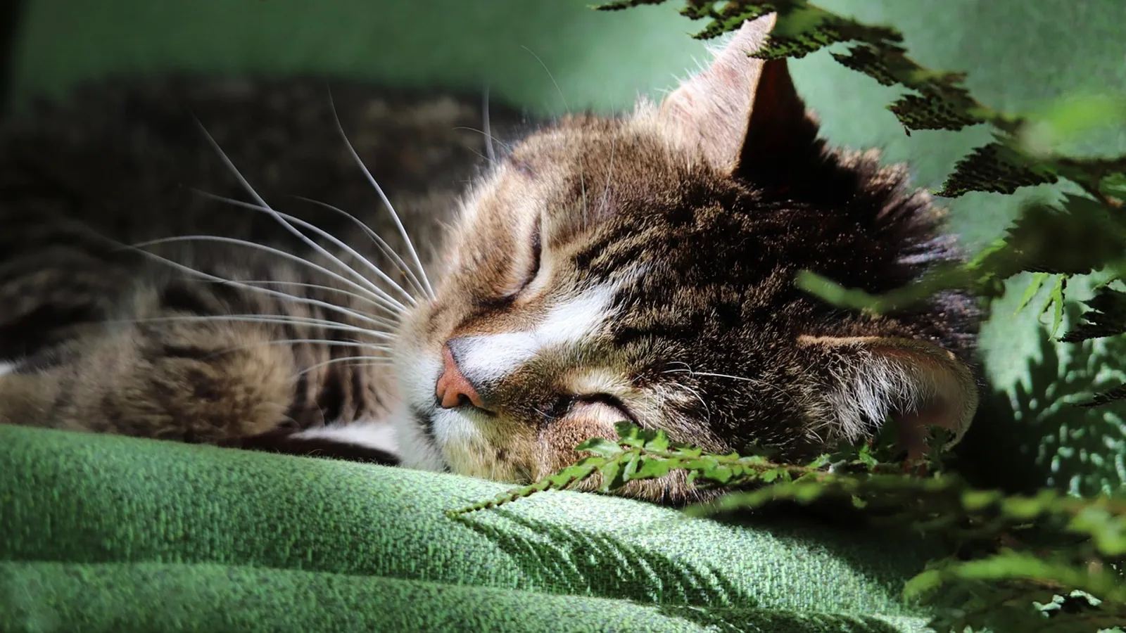 Cats and Euthanasia: Deciding When It's Time
