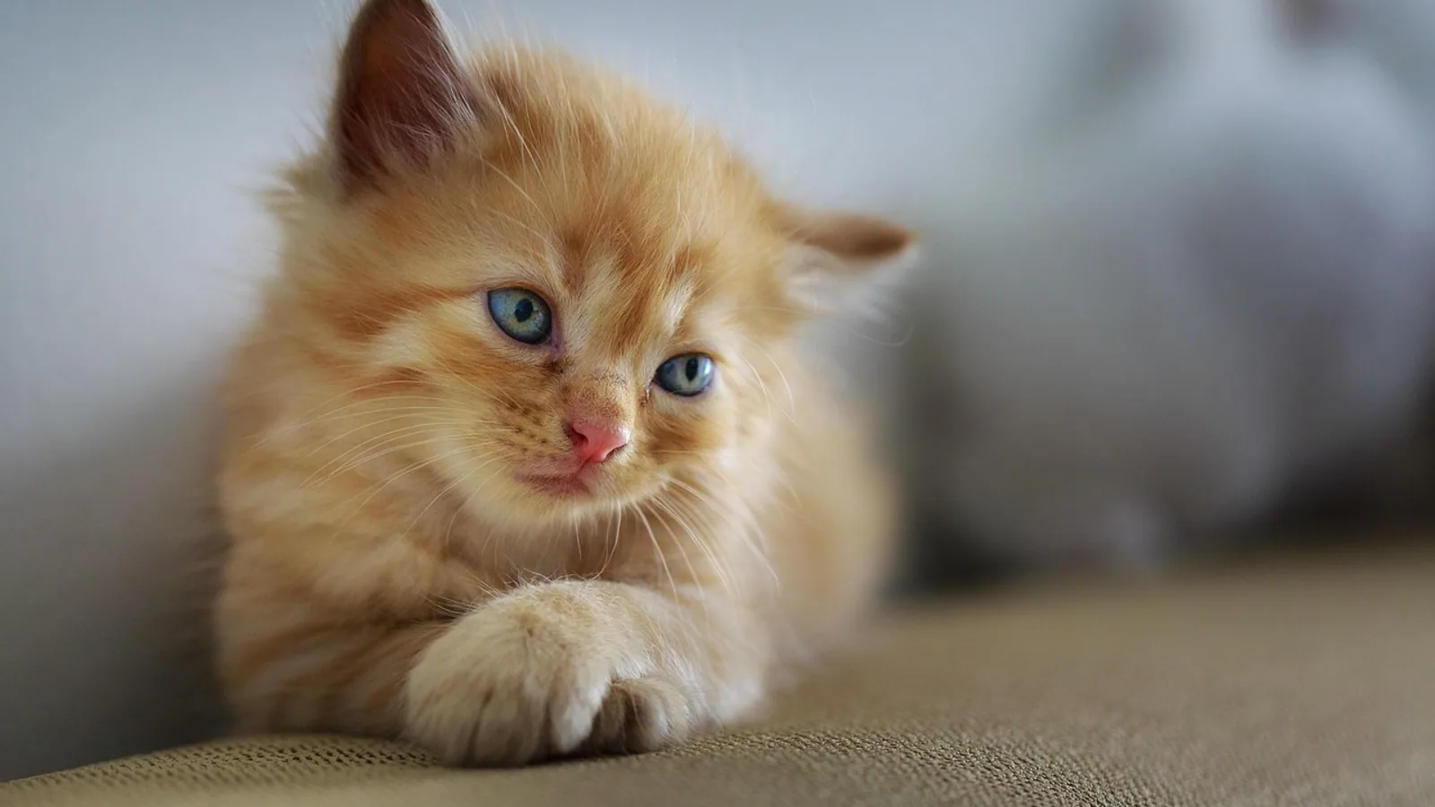 Kitten Diarrhea: Causes, Safe Home Care, and Emergency Signs