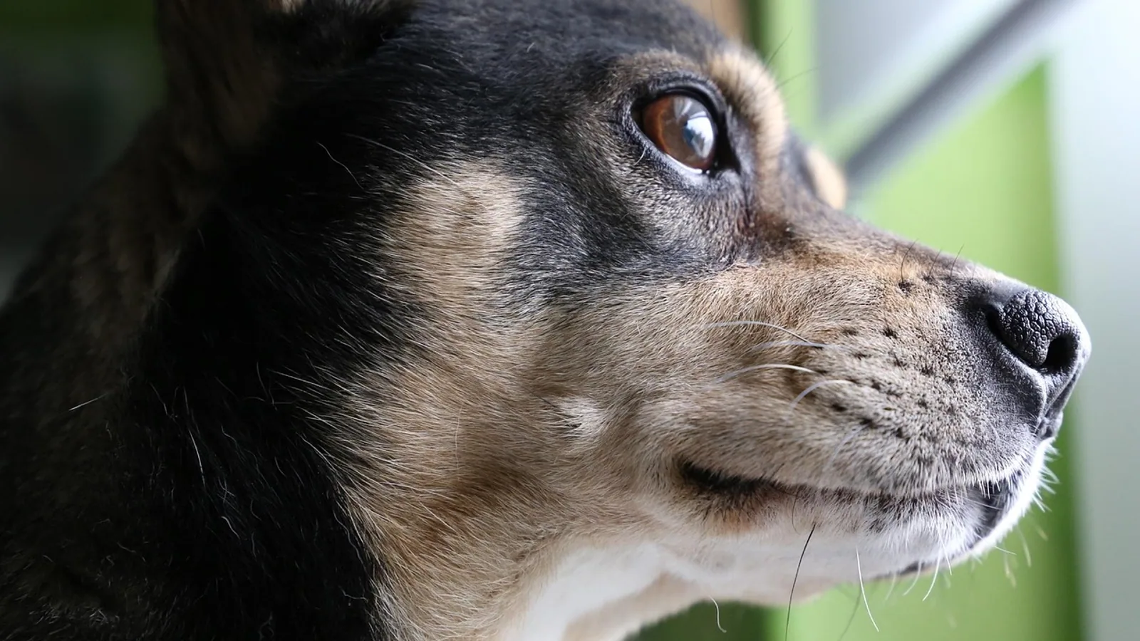 Smartest Dog Breeds: What the Rankings and Science Say