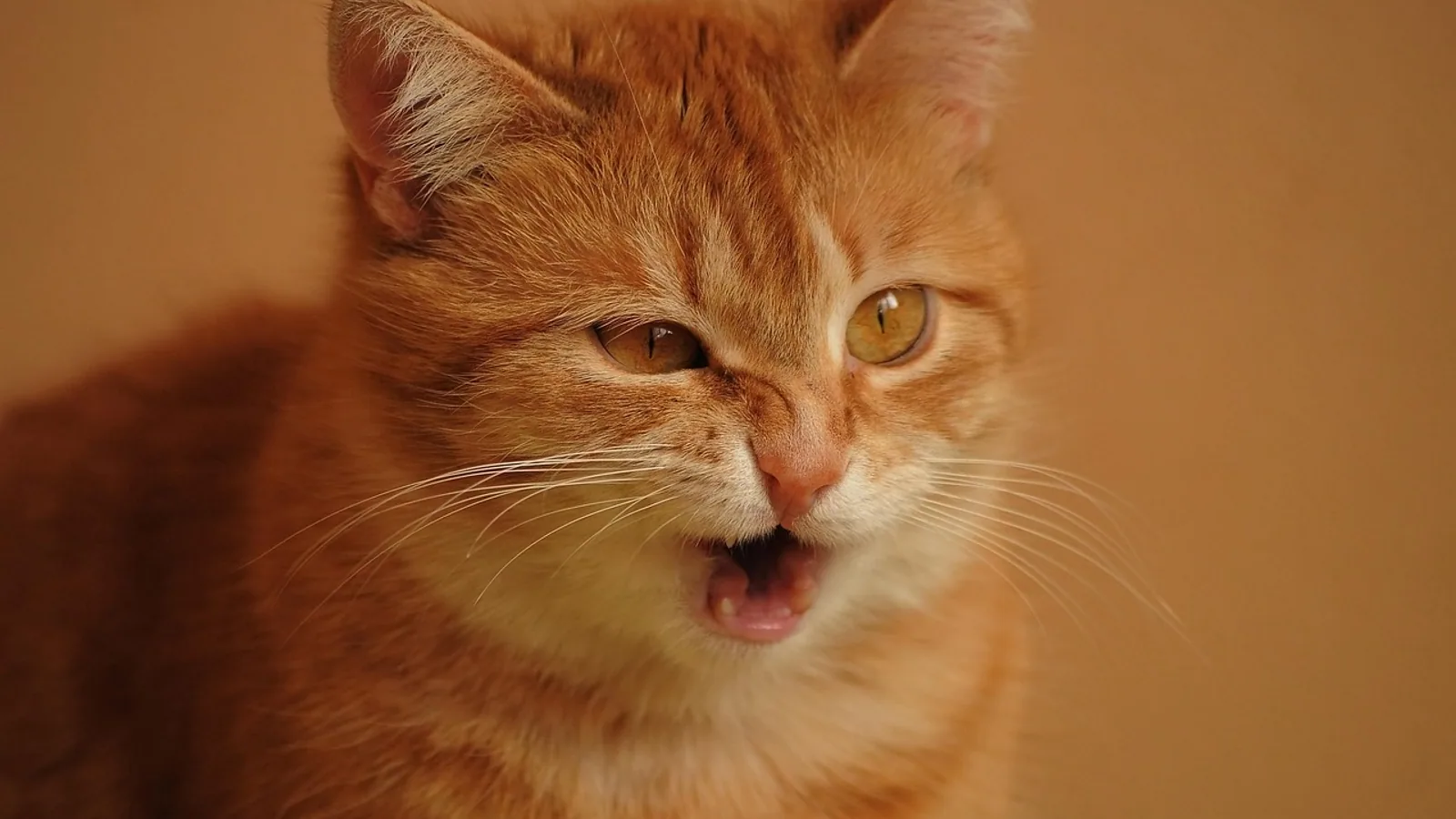 Cat Cold Medication: Safe Options and What to Avoid