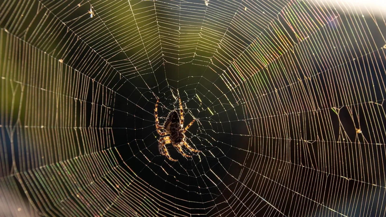 Tertiary Consumer: Definition and Food Web Role