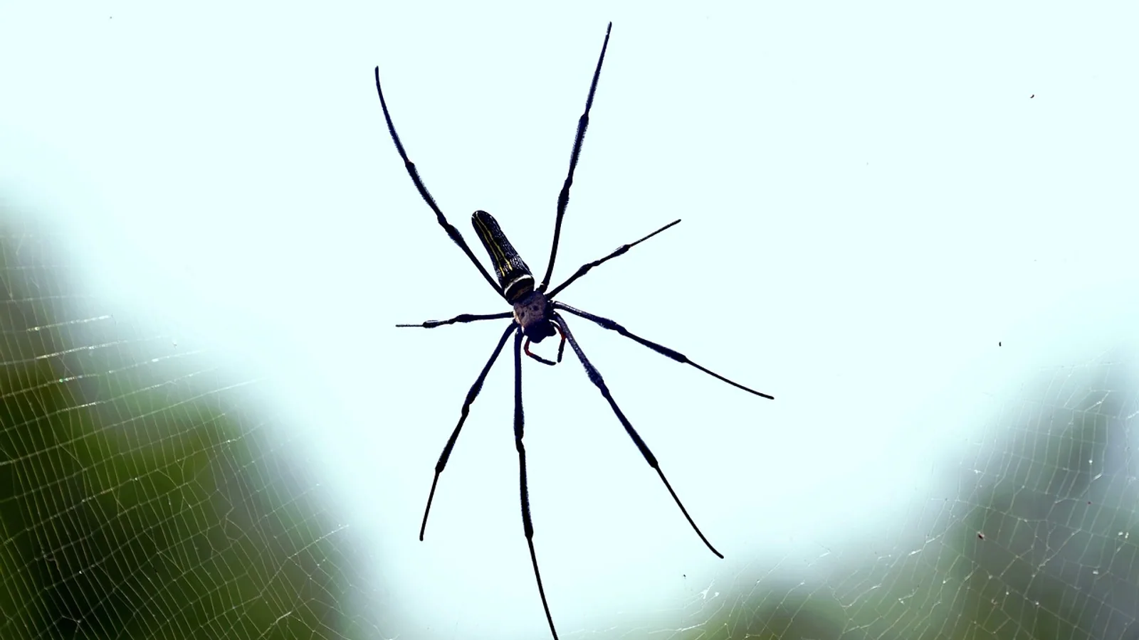 Parasteatoda tepidariorum: Common House Spider
