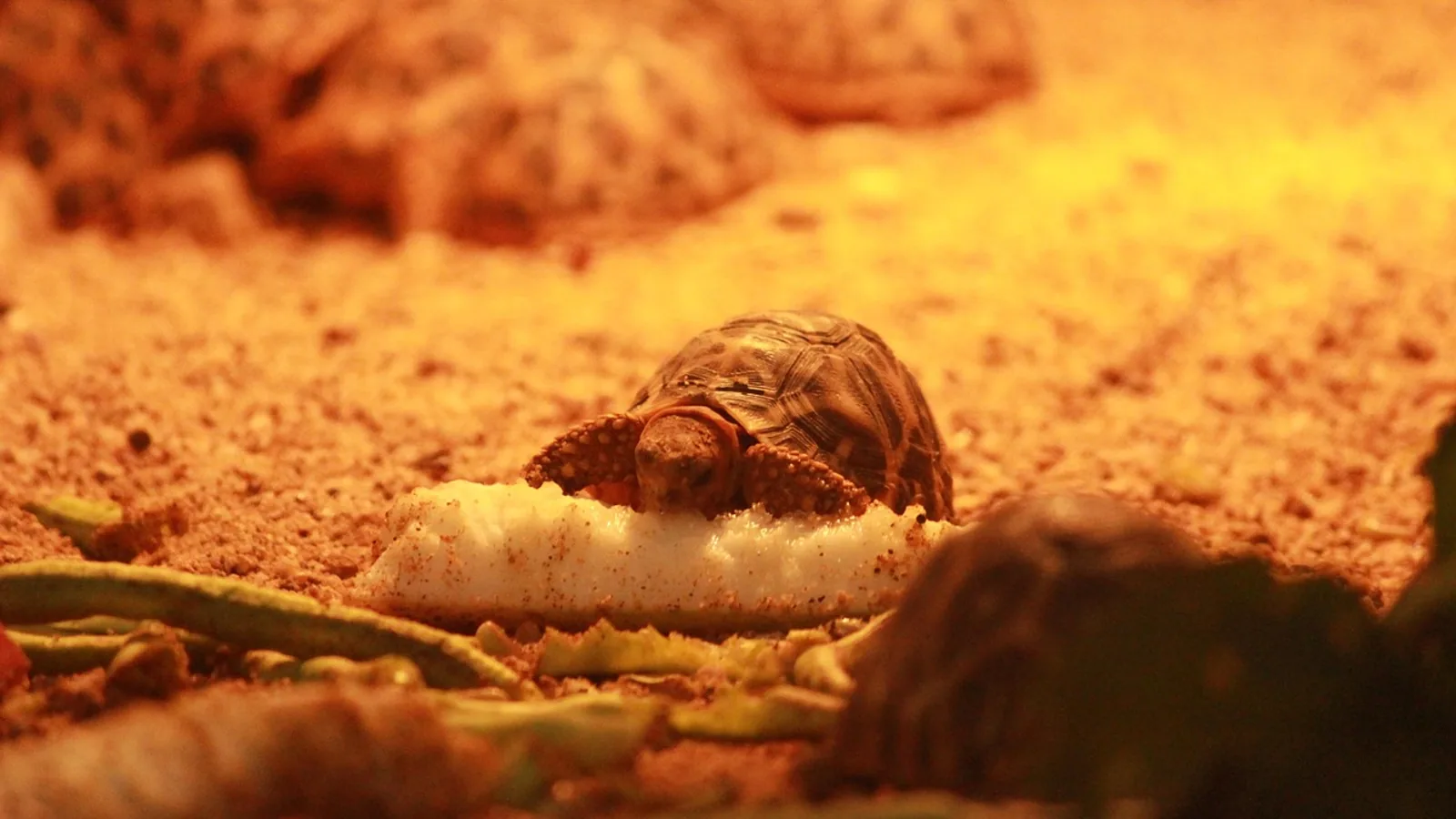 What Do Turtles Eat? Diet Guide by Species