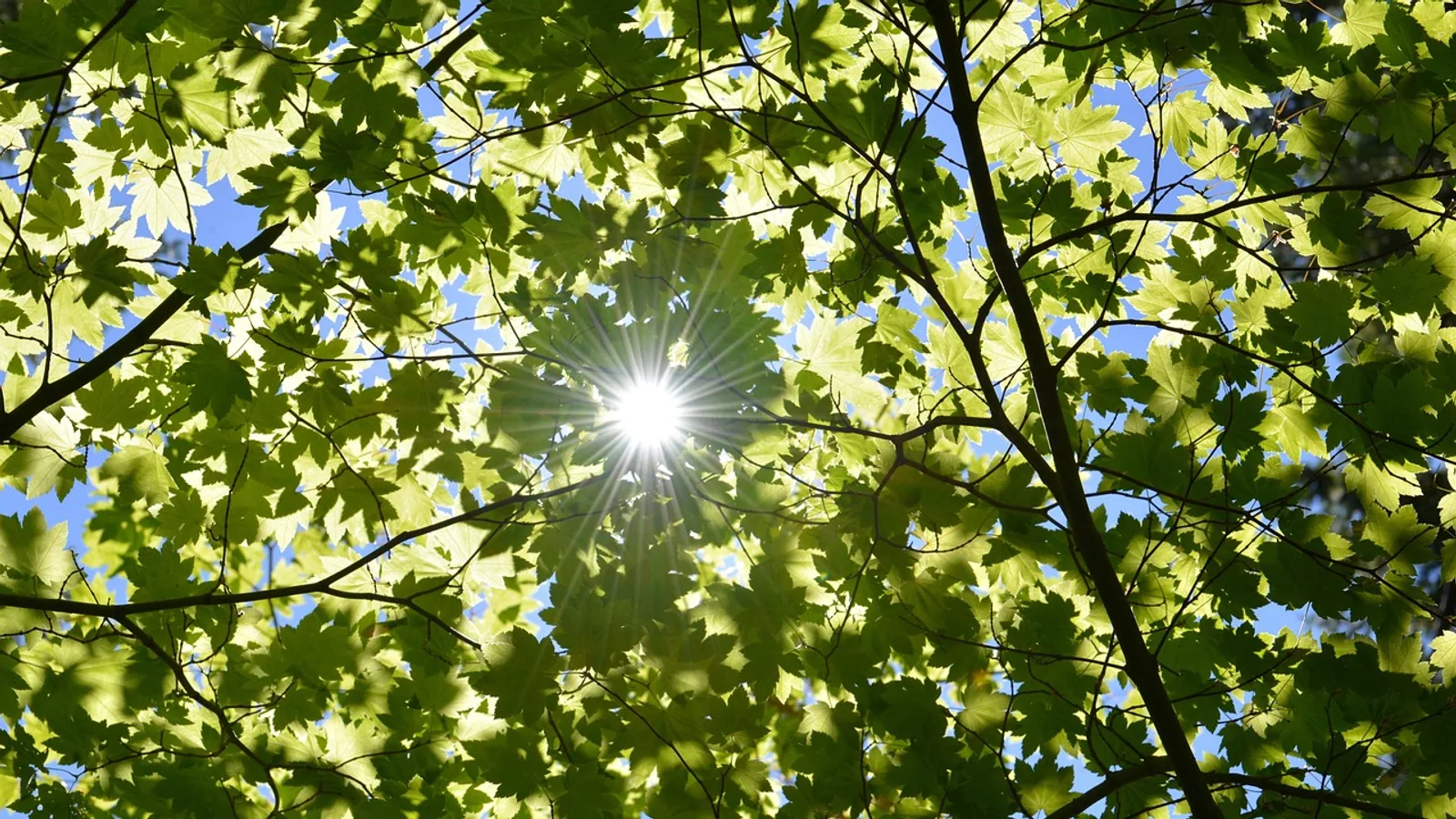 Light Dependent Reactions: Photosynthesis Explained