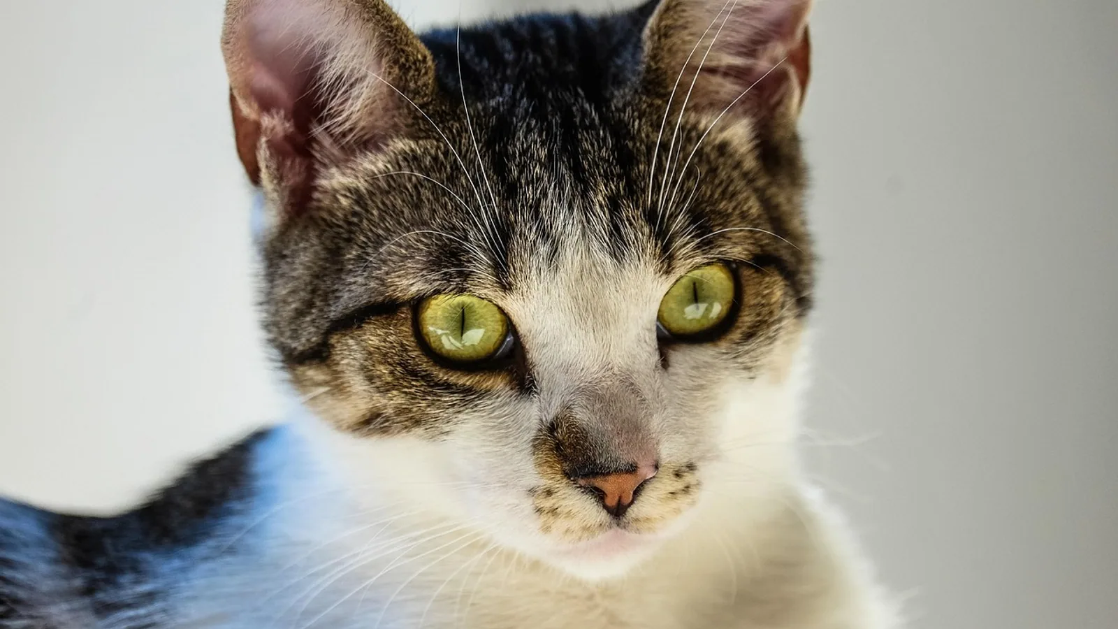 Feline Hyperesthesia Syndrome (FHS) in Cats