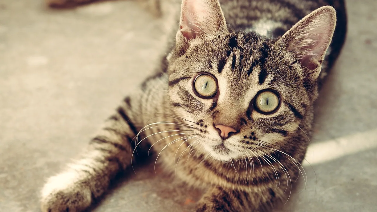 Cat Flehmen Response: Why Cats Curl Their Lips