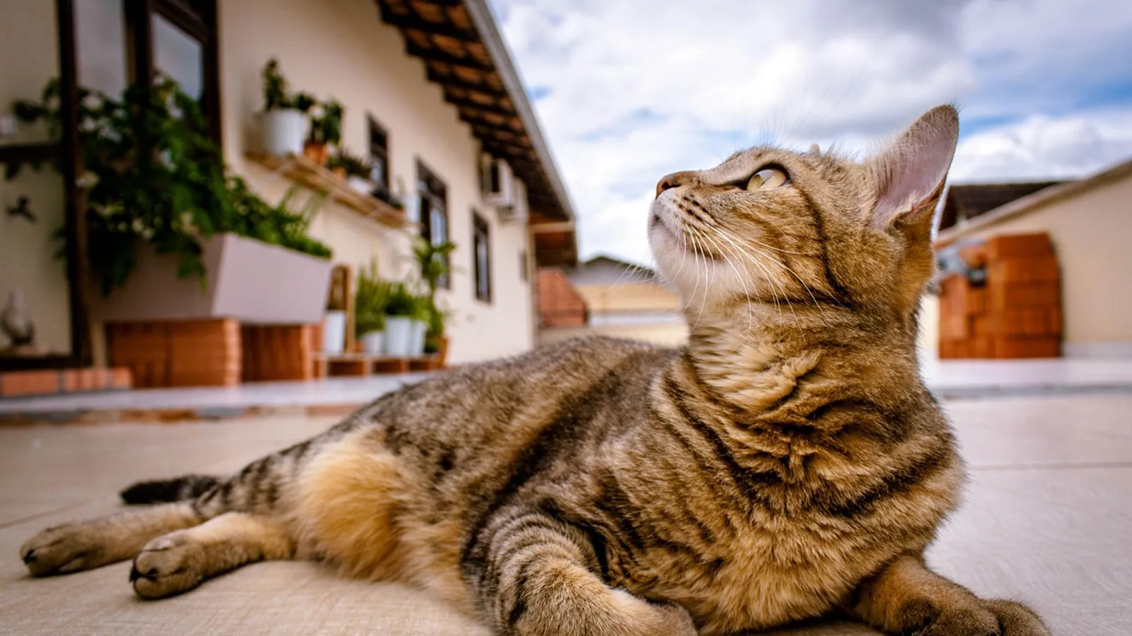House Cat Behavior: Normal vs Problem Signals