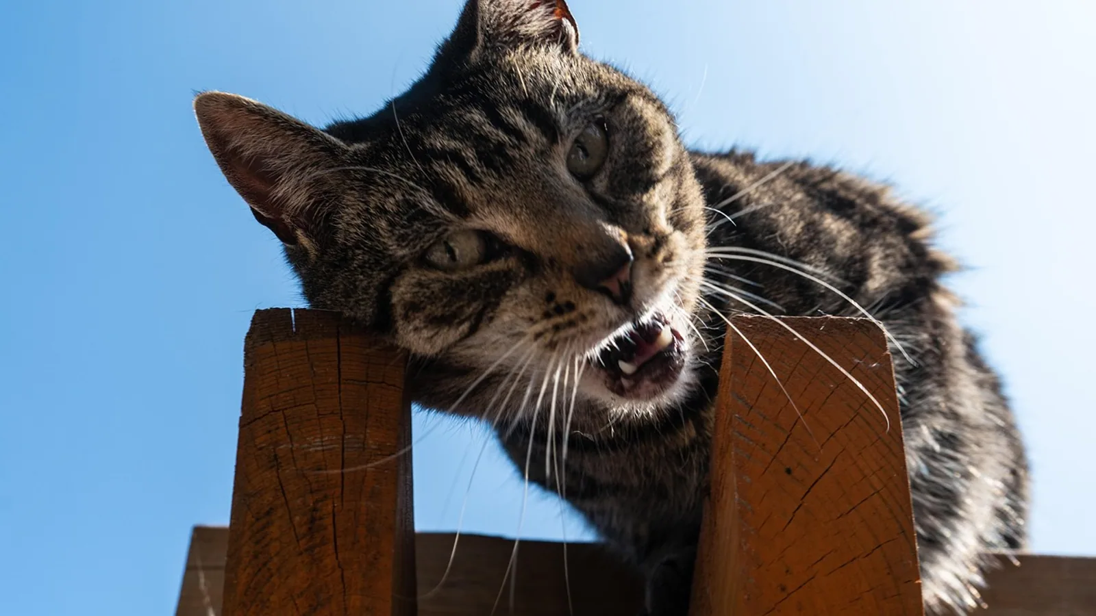 Does My Cat Cry? Understanding Feline Vocalizations