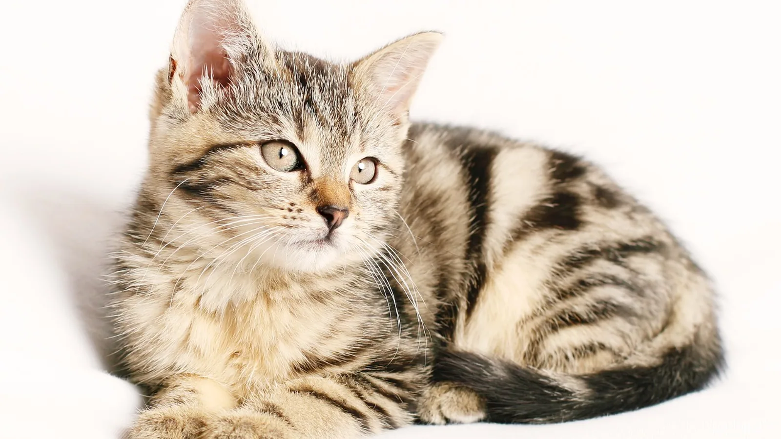 Cat Rabies Symptoms: Signs and What to Do