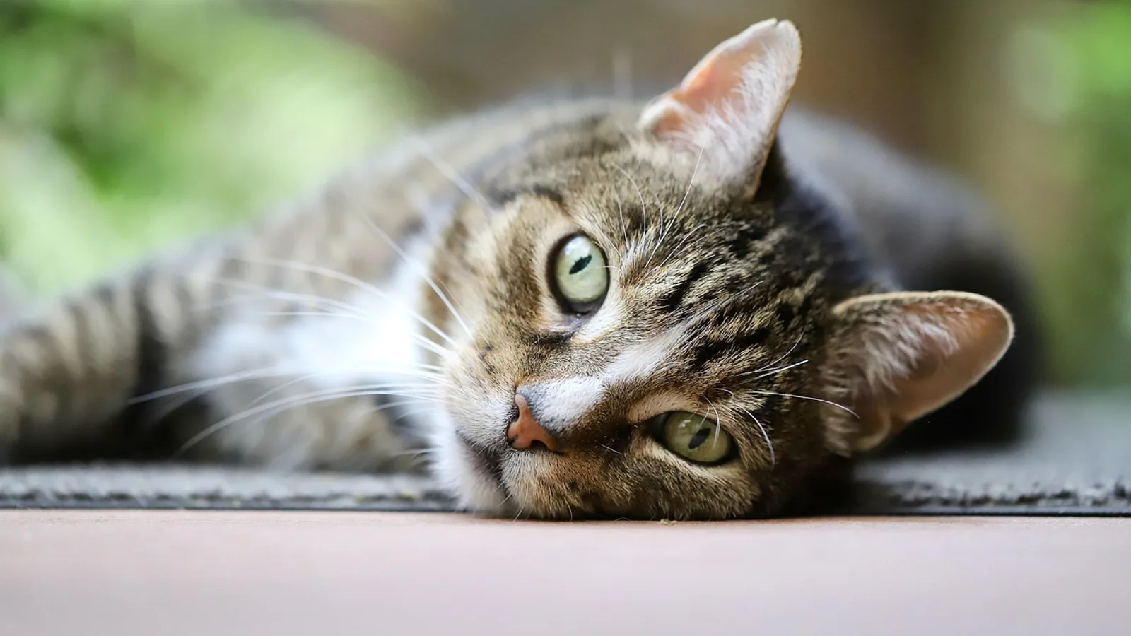 Trichobezoar in Pets: Hairball Blockage Guide