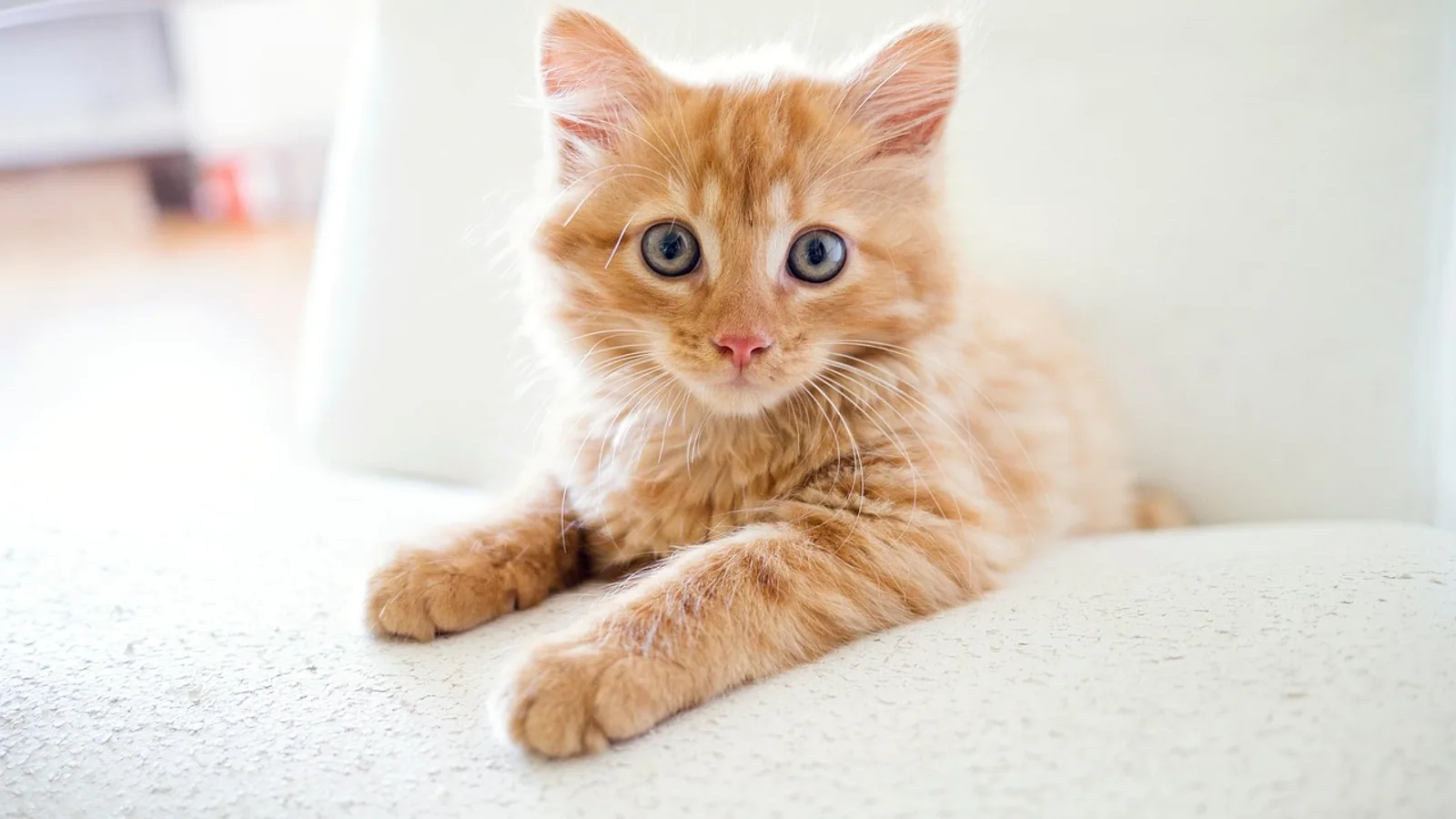 Feline Herpesvirus Treatment: Antivirals and Supportive Care