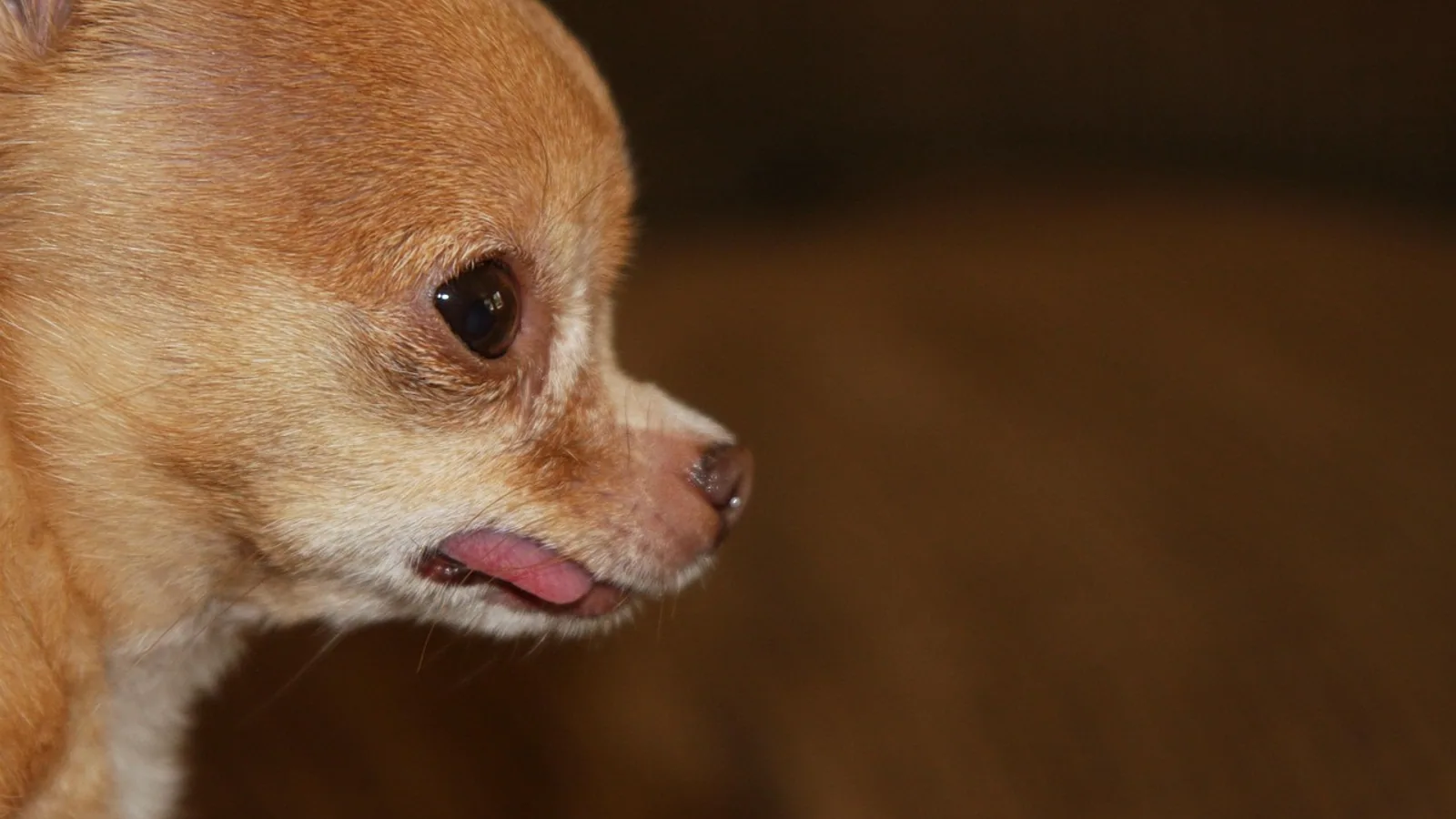 Teacup Dogs: Health Risks, Lifespan, and What Buyers Should Know