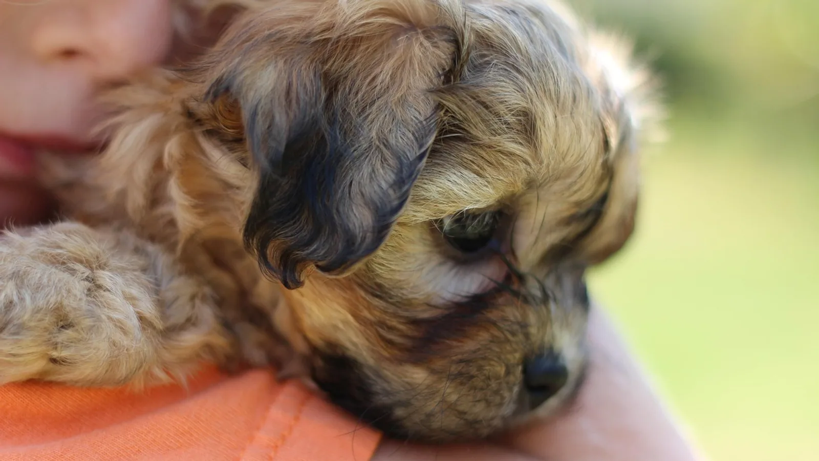 Teddy Bear Dogs: Breeds, Size, Temperament, and Health