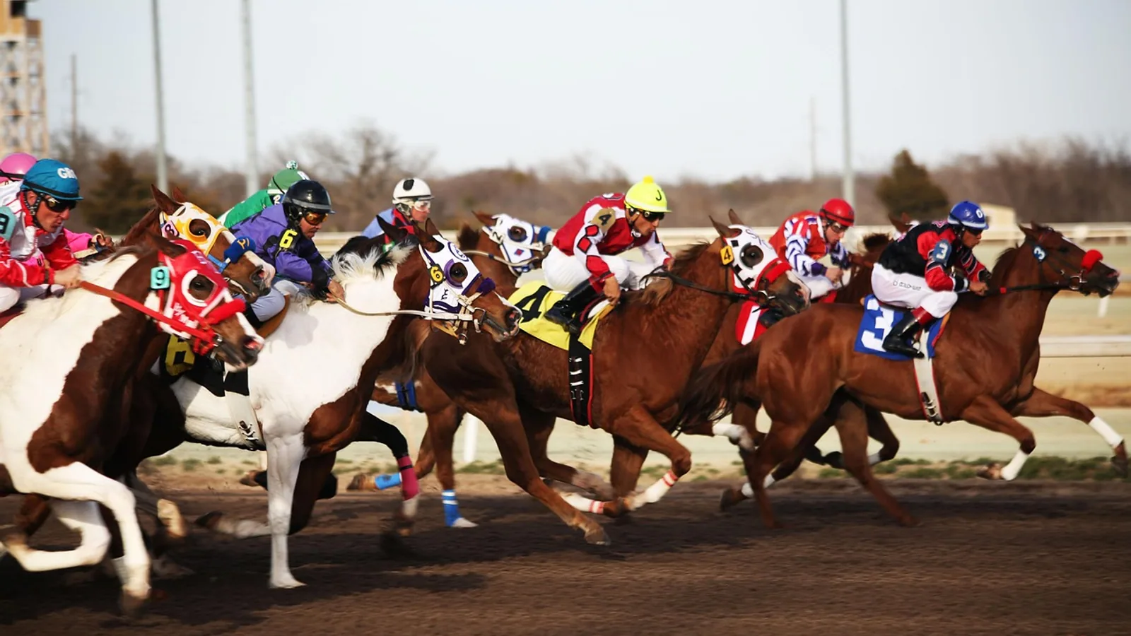 Thoroughbred Horse: Traits, Off-Track Care, and Health Problems