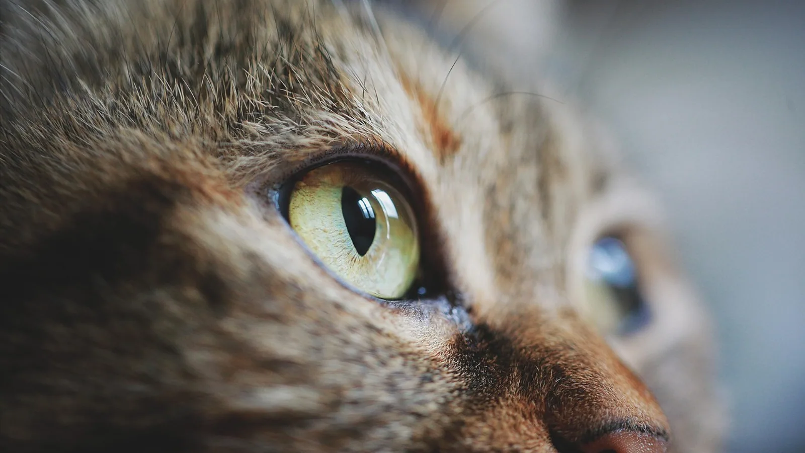 What Do Cats Think? Feline Cognition Explained