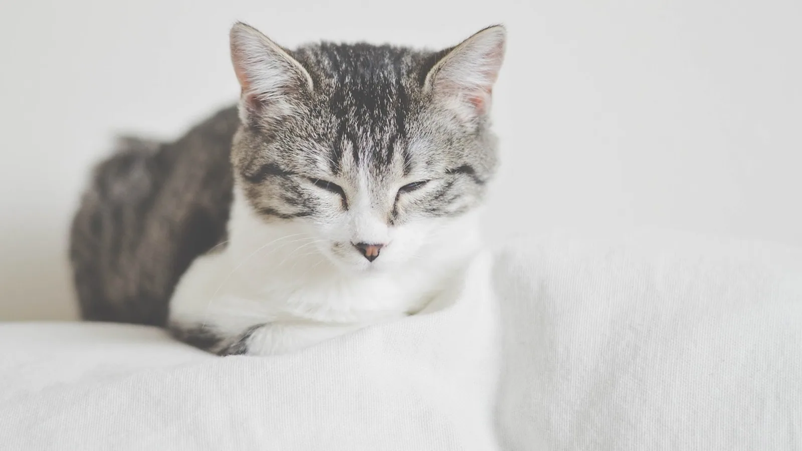 FIP in Cats: Symptoms, Diagnosis, and How It Is Treated Today