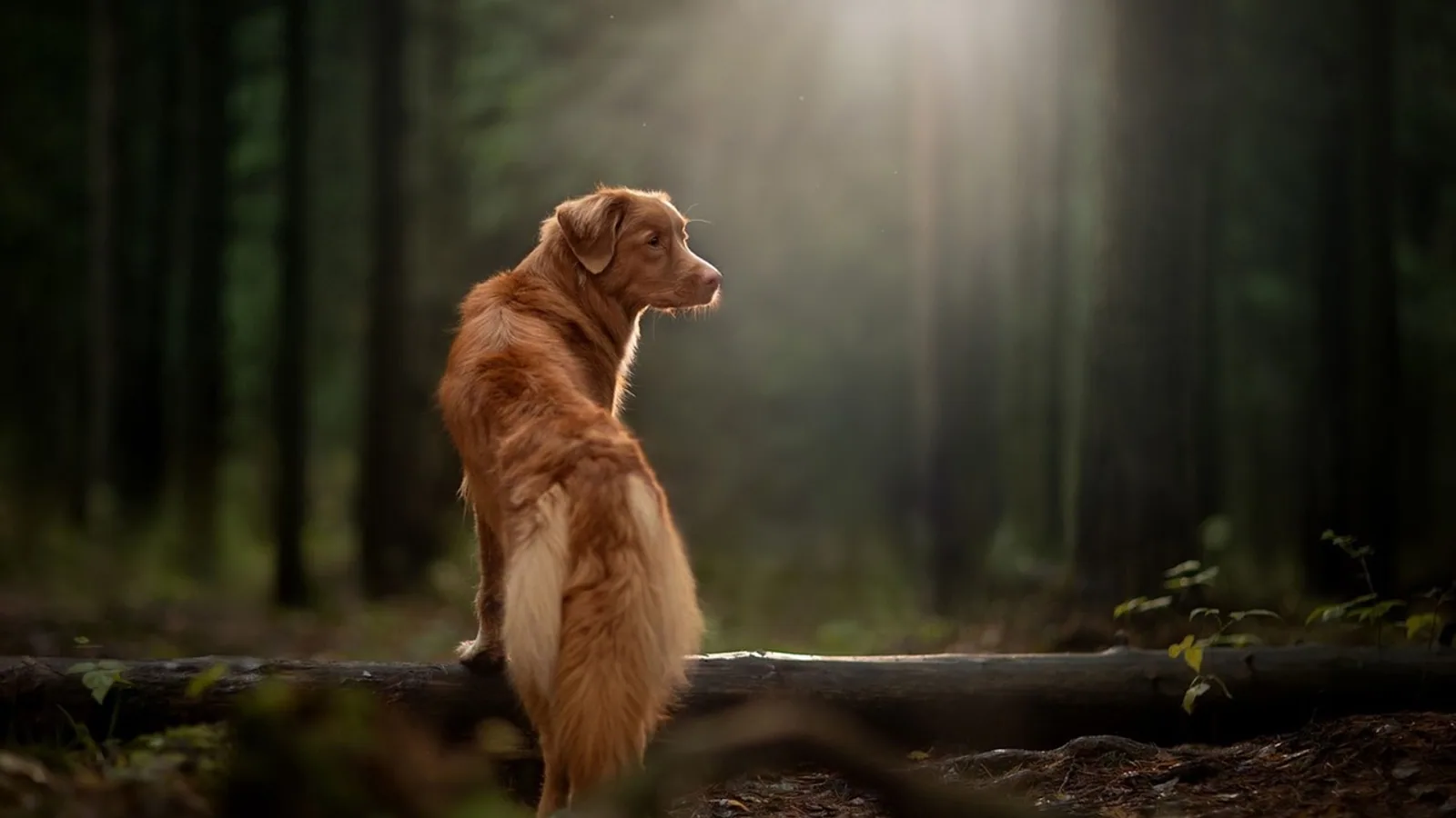 Nova Scotia Duck Tolling Retriever: Temperament, Care, Health