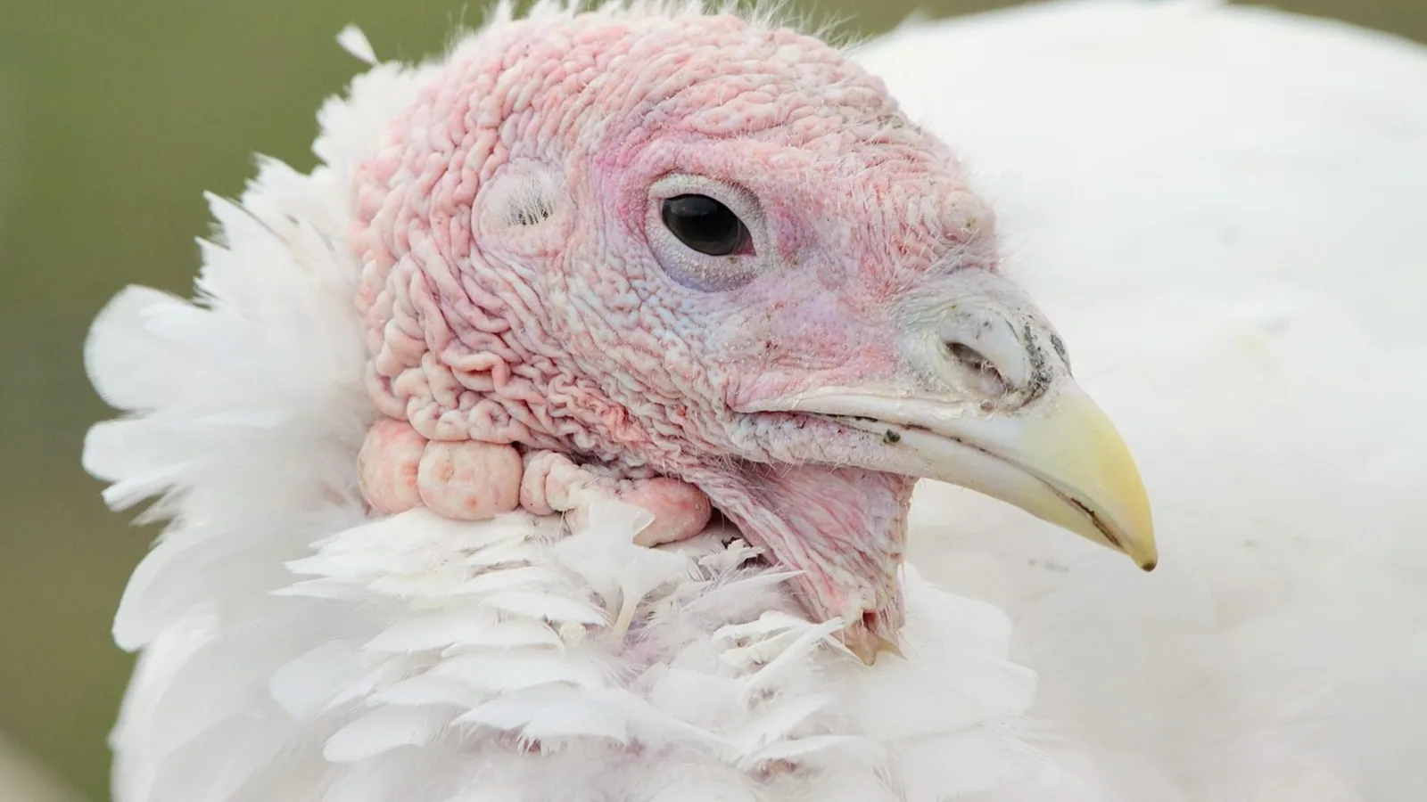 Bourbon Red Turkey: Breed Profile and Care