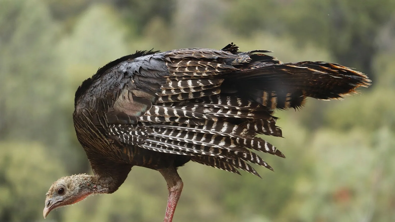 Do Turkeys Lay Eggs? Laying Season, Egg Size and Why They Are Rare